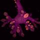 Illustration for article titled These Are the Best Microscopic Images of 2015